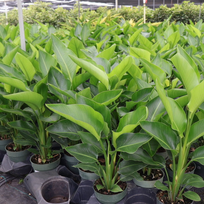 Bird of Paradise White, Strelitzia Nicolai in 6in pot with lush green tropical foliage and compact upright stems, ideal for bright indoor spaces and patio landscapes.