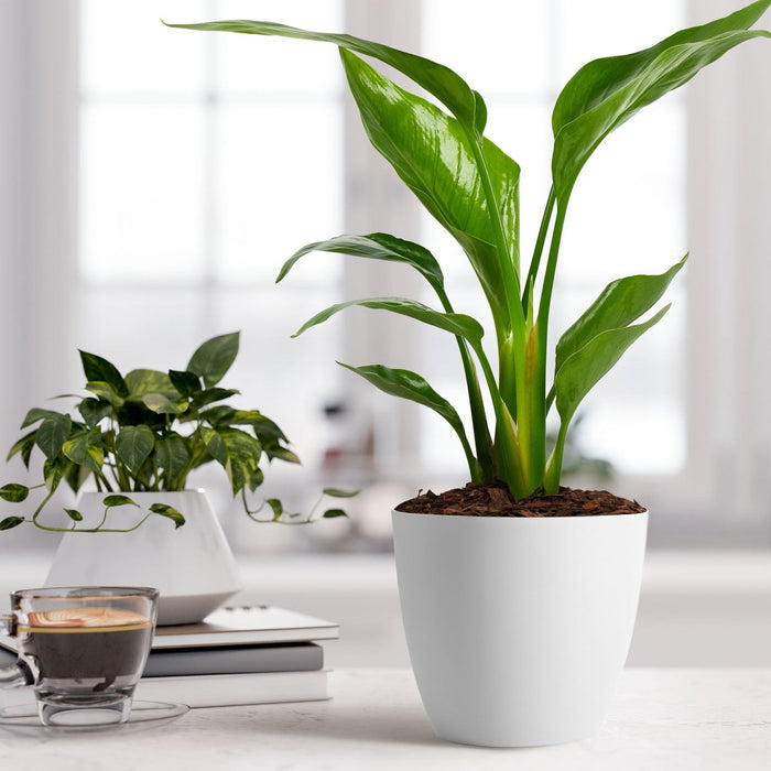 Bird of Paradise White, Strelitzia Nicolai in a white decorative container with vibrant green upright leaves, ideal for modern kitchens and bright indoor living spaces.