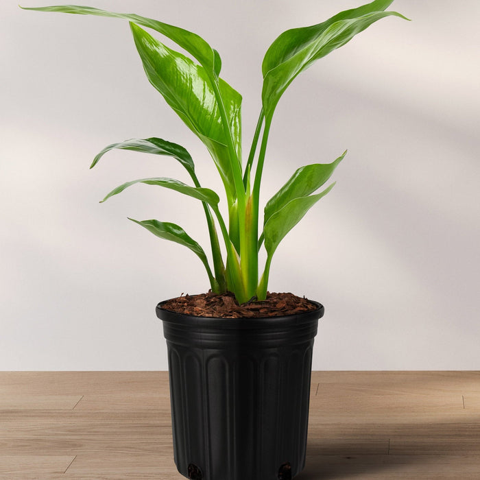 Bird of Paradise White, Strelitzia Nicolai in 2 gallon container with bright green upright arching leaves, ideal for bright indoor spaces and tropical outdoor landscapes.