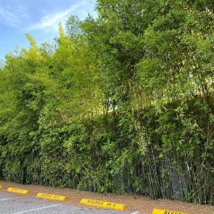 Black Bamboo Nigra, Phyllostachys Nigra 'Black' on the side of the road