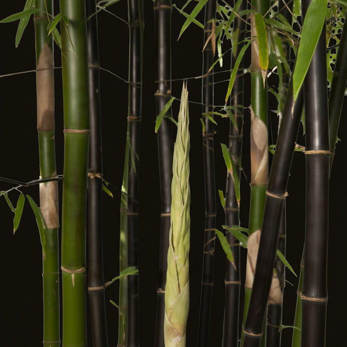 close view of Black Bamboo Nigra, Phyllostachys Nigra 'Black'