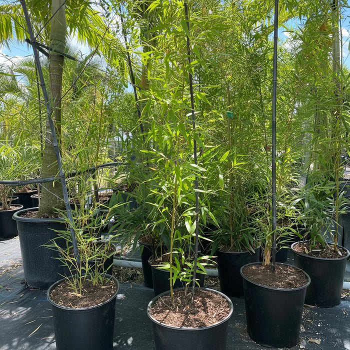 Black Bamboo Nigra, Phyllostachys Nigra 'Black' in pot