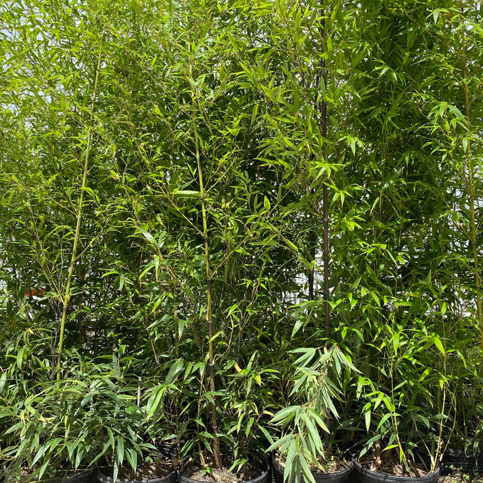 Black Bamboo Nigra, Phyllostachys Nigra 'Black'