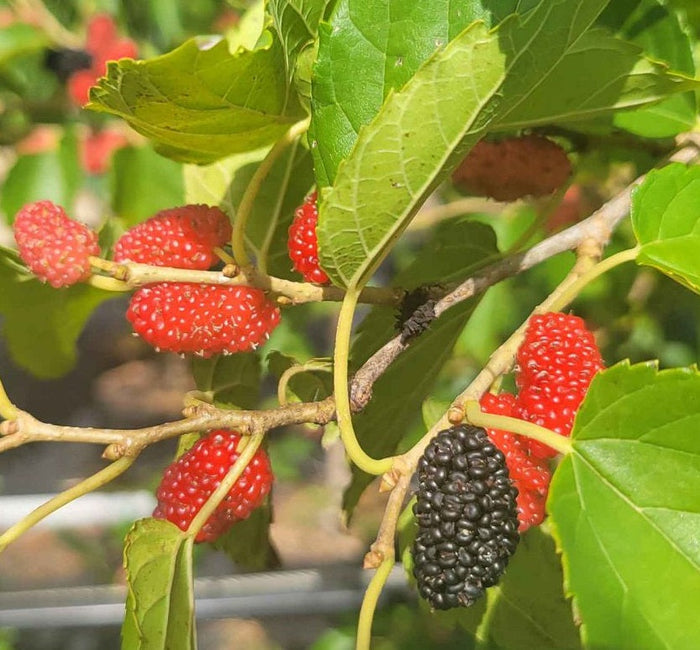 Black Mulberry, Dwarf Everbearing Morus Nigra close up of barries and leaves