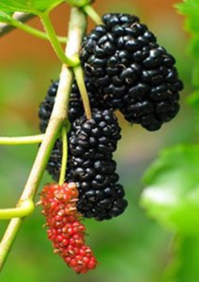 A close-up of a mulberry tree branch featuring several ripe, dark purple mulberries