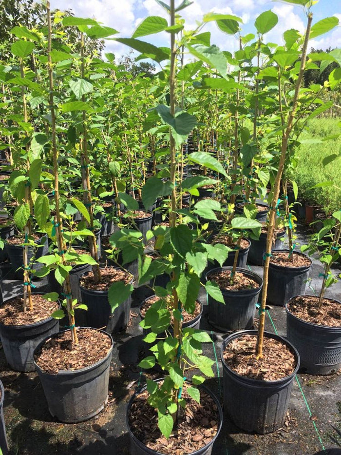 A collection of young, potted mulberry trees with bright green leaves