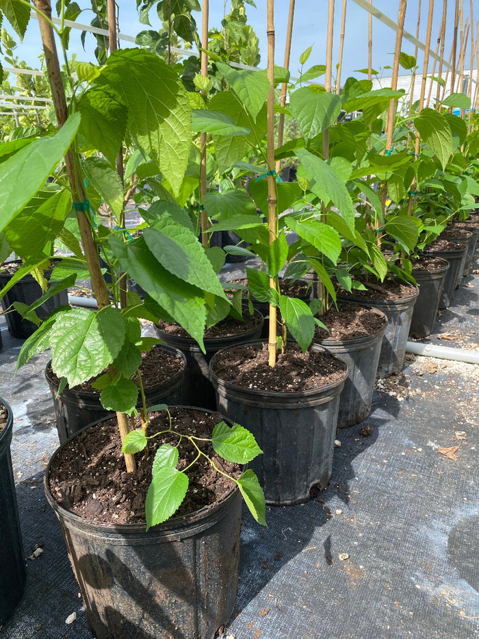 Rows of young Black Mulberry Trees (Everbearing Morus nigra) with vibrant green leaves