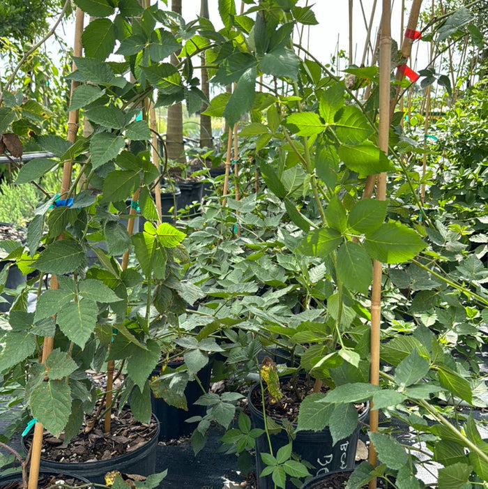 A close-up view of young potted plants featuring lush green, serrated leaves, supported by bamboo stakes and growing in black nursery pots