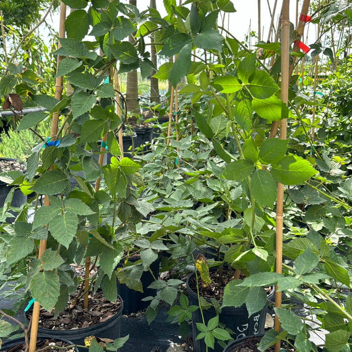Young potted Blackberry Apache plants featuring lush green foliage, supported by bamboo stakes and growing in black nursery pots