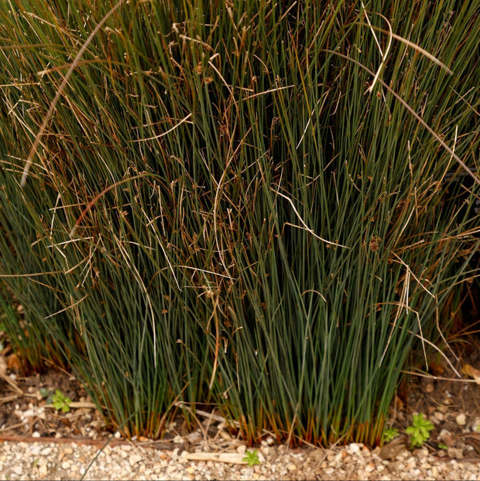 Blue Arrow Juncus Rush Grass Tall grasses with some brownish leaves on a natural ground cover