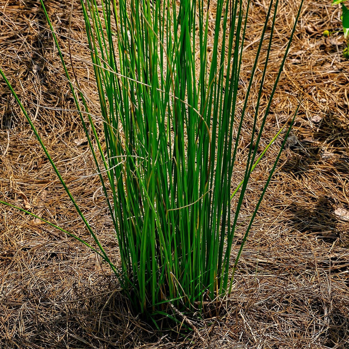 Blue Arrow Juncus Rush Grass planted in ground