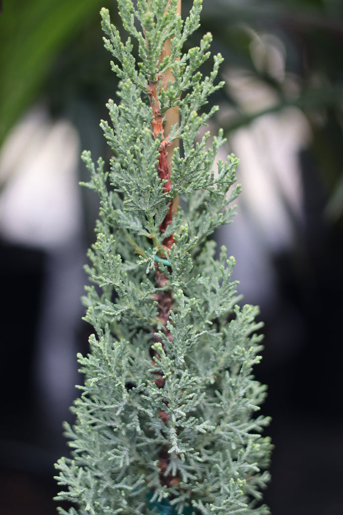A young potted Blue Italian Cypress featuring its characteristic slender, upright form and silvery-blue foliage