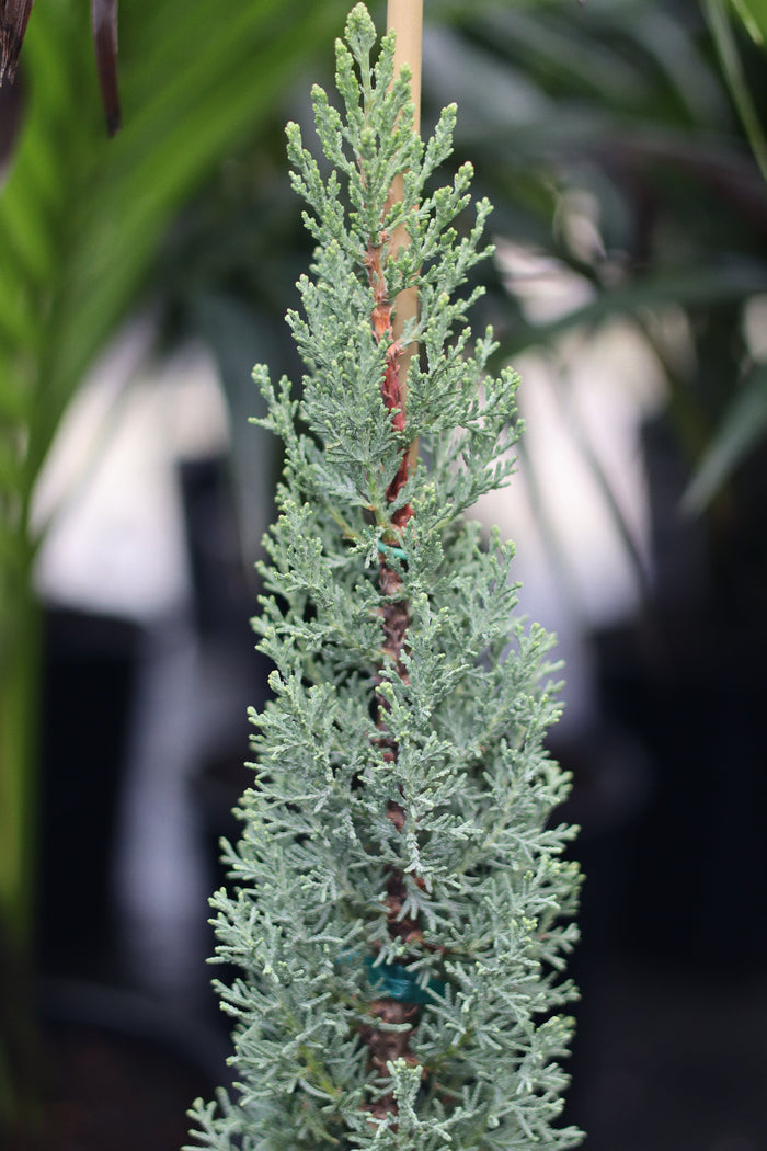 A young potted Blue Italian Cypress  featuring its characteristic slender, upright form and silvery-blue foliage