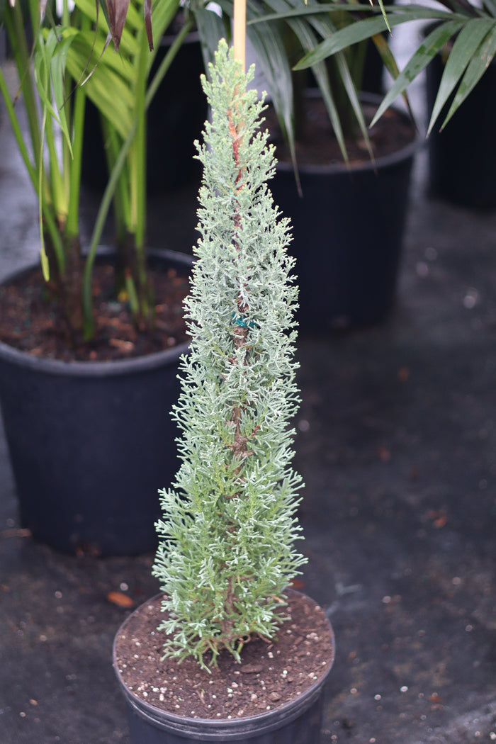 A young potted Blue Italian Cypress featuring its characteristic slender, upright form and silvery-blue foliage