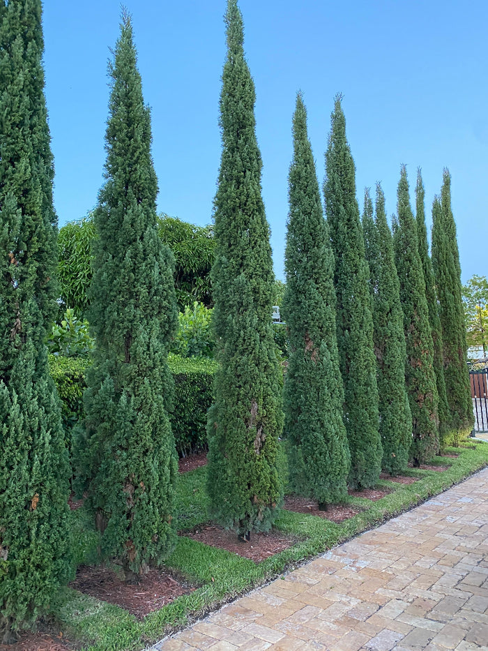 A scenic landscape view featuring a row of tall, slender columnar evergreen trees planted in a mulched garden bed bordering a brick paver walkway under a clear blue sky