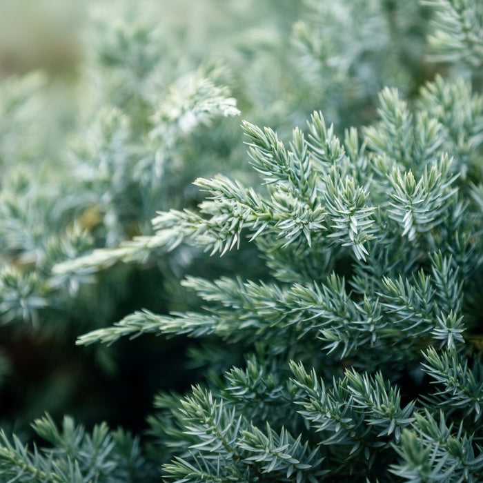 Blue Pacific Juniper Shrub close p of pine tree