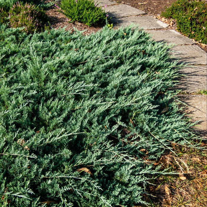 Blue Pacific Juniper Shrub planted in the ground