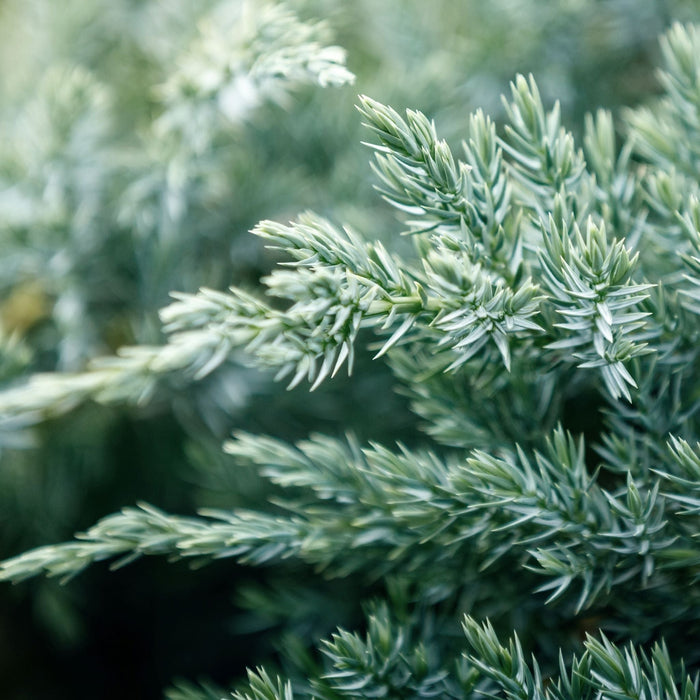 juniper blue pacific Green shrubbery growing along a stone path