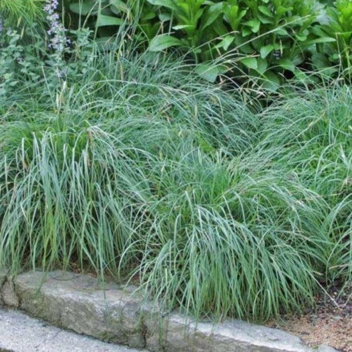 Blue Zinger sedge planted along a stone edge