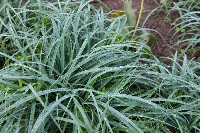Close up of Blue Zinger Sedge blue-green foliage