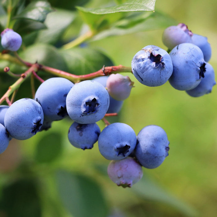 A close-up view of a cluster of ripe, plump blueberries growing on a branch with bright green leaves, set against a softly blurred natural background.