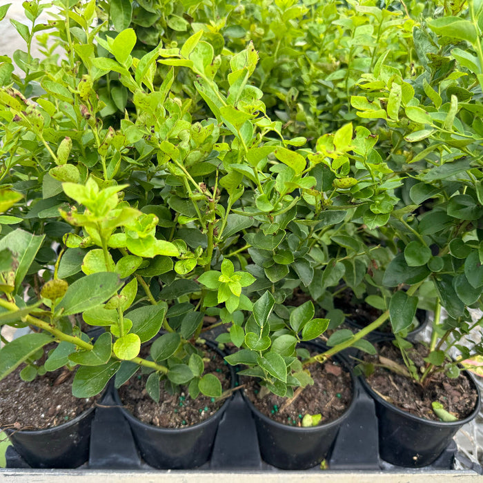 A close-up view of vibrant, leafy green shrubs growing in black nursery pots, arranged closely together in an outdoor setting