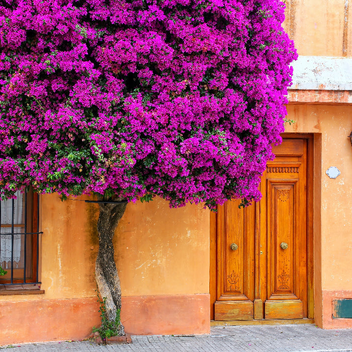 Mature Bougainvillea Purple Flower Bush Form, New River Flowering Tree with a thick canopy of vibrant purple blooms growing against a tan building, showing full grown landscape appearance ideal for Mediterranean style courtyards and sunny outdoor landscapes