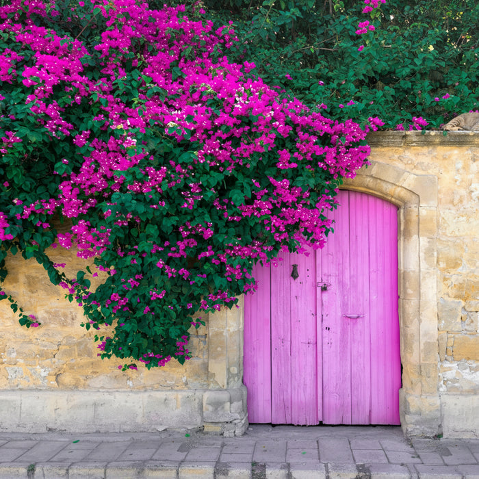 Mature Bougainvillea Purple Flower Bush Form, New River Flowering Tree with dense purple blooms cascading over a stone wall and framing a pink wooden door, showing full grown landscape appearance ideal for Mediterranean style gardens and vibrant property borders.