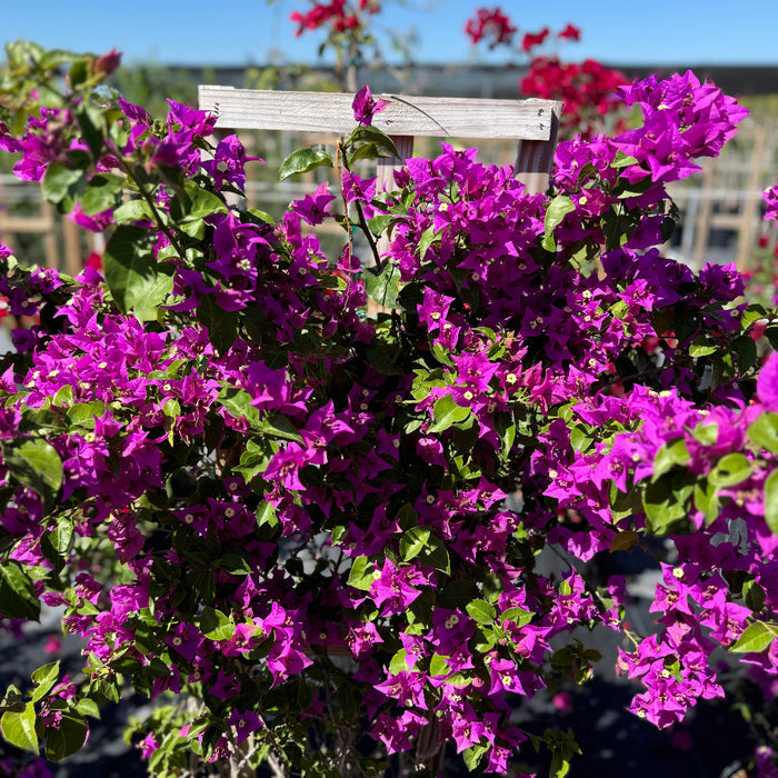Close up of Bougainvillea Purple Flower Bush Form, New River Flowering Tree blooms with vibrant purple flowers on a wooden trellis against a clear blue sky, ideal for tropical garden color and decorative landscapes.