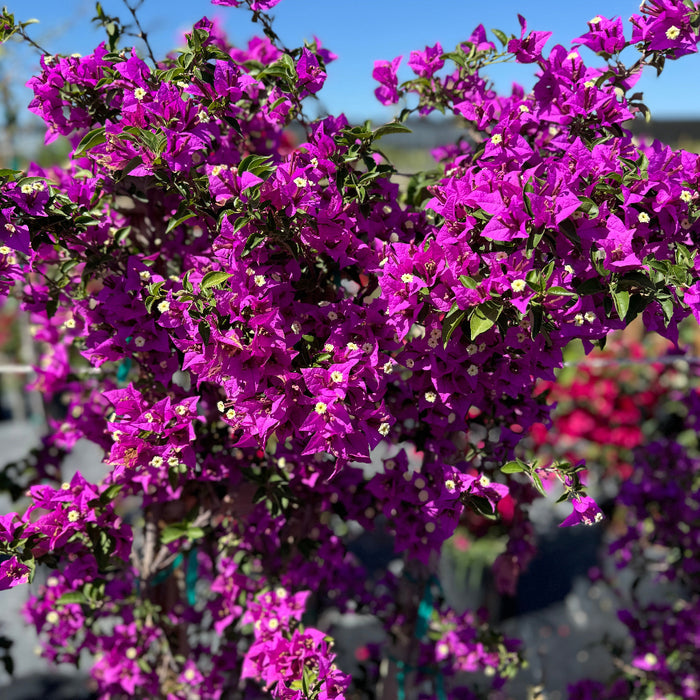 Close up of Bougainvillea Purple Flower Bush Form, New River Flowering Tree blooms with vibrant purple flowers and green foliage against a clear blue sky, ideal for tropical garden color and outdoor landscapes.