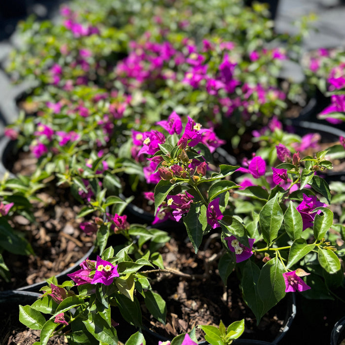 Bougainvillea Purple Flower Bush Form, New River Flowering Tree in 1 gallon container with vibrant purple blooms and green foliage, ideal for patio planters and tropical garden landscapes.
