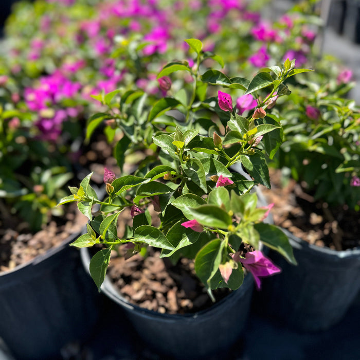 Bougainvillea Purple Flower Bush Form, New River Flowering Tree in 1 gallon container with green leaves and purple flowers, ideal for tropical garden landscapes.