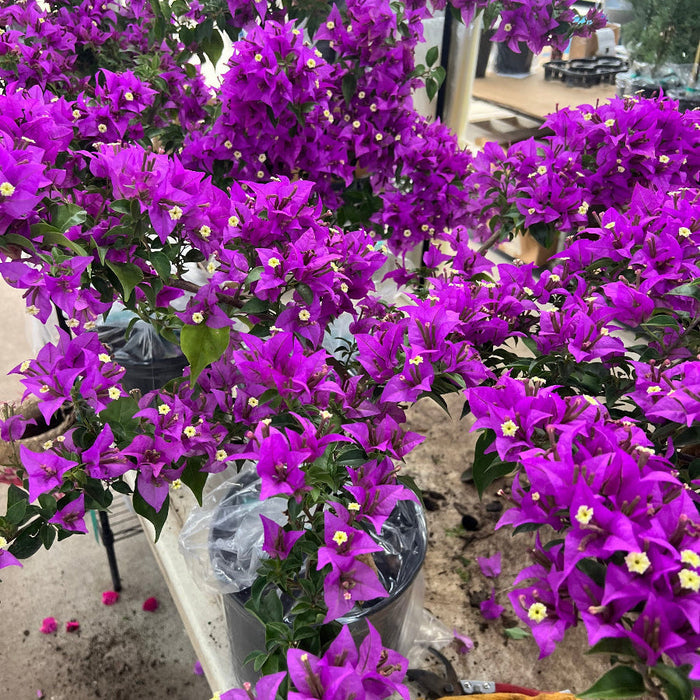Bougainvillea Purple Flower Bush Form, New River Flowering Tree in 1 gallon container with bright purple blooms and green leaves, ideal for tropical garden landscapes.