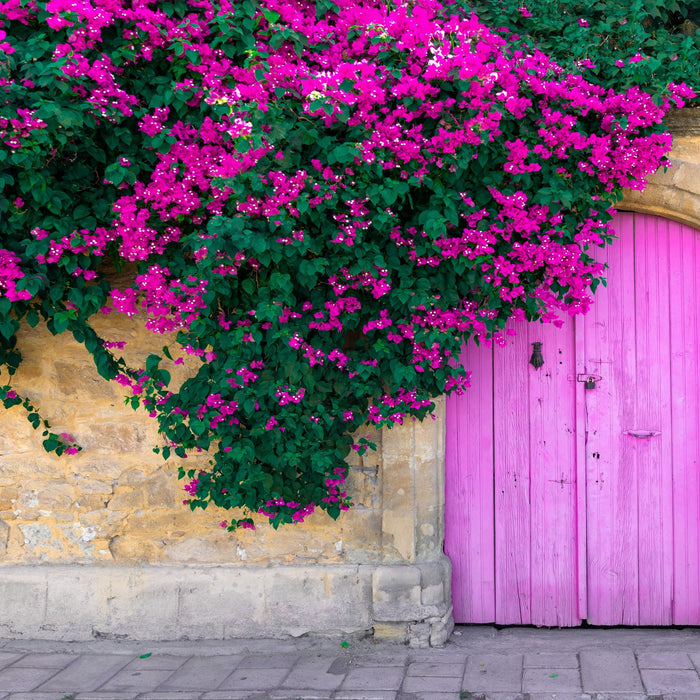 Mature Bougainvillea Purple Flower in Trellis, Elizabeth Angus Purple Flowering Tree with a vibrant canopy of purple flowers sprawling over a stone wall and a purple wooden door, showing full grown landscape appearance ideal for vibrant property borders and outdoor landscapes.