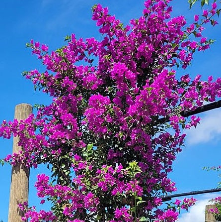 Mature Bougainvillea Purple Flower in Trellis, Elizabeth Angus Purple Flowering Tree with a dense canopy of vibrant purple flowers blooming against a bright blue sky, showing full grown landscape appearance ideal for vibrant property borders and outdoor landscapes.