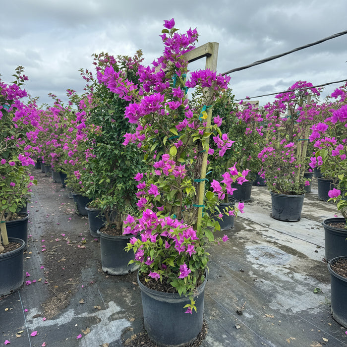 Bougainvillea Purple Flower in Trellis, Elizabeth Angus Purple Flowering Tree in 7 gallon nursery pot with vibrant purple blooms trained on a wooden stake in an outdoor nursery row, ideal for tropical garden landscapes and vibrant property borders.