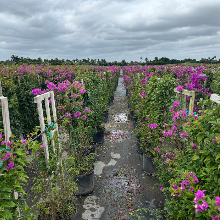 Bougainvillea Purple Flower in Trellis, Elizabeth Angus Purple Flowering Tree in 7 gallon nursery pot with vibrant purple blooms trained on wooden trellises lined up in an outdoor nursery row, ideal for tropical garden landscapes and vibrant property borders.