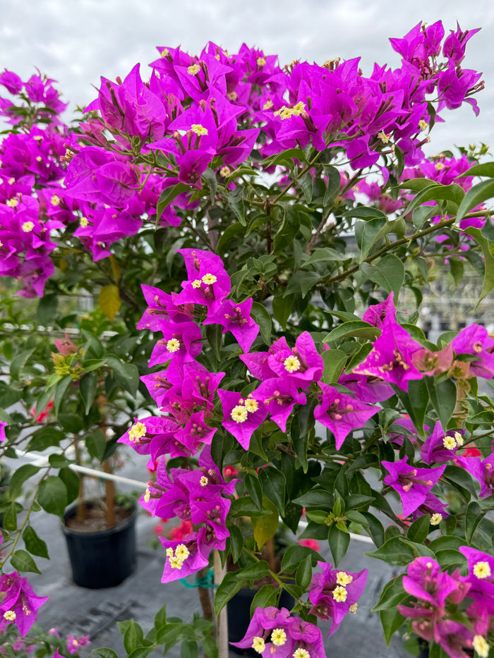 Bougainvillea Purple Flower in Trellis, Elizabeth Angus Purple Flowering Tree in 7 gallon nursery pot with vibrant purple blooms trained on a wooden trellis in an outdoor nursery row, ideal for tropical garden landscapes and vibrant property borders.