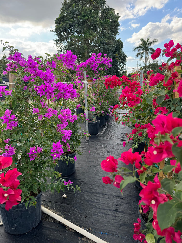 Bougainvillea Purple Flower in Trellis, Elizabeth Angus Purple Flowering Tree in 7 gallon nursery pot with vibrant purple blooms, pictured alongside rows of red bougainvilleas, trained on wooden trellises in an outdoor nursery setting, ideal for tropical garden landscapes and vibrant property borders.