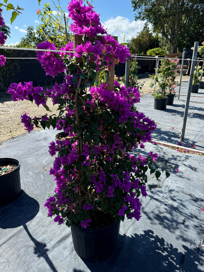 Bougainvillea Purple Flower in Trellis, Elizabeth Angus Purple Flowering Tree in 7 gallon nursery pot with vibrant purple blooms trained on a wooden trellis in an outdoor nursery row, ideal for tropical garden landscapes and vibrant property borders.