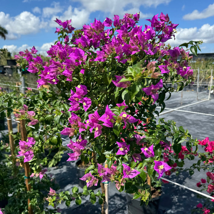 Bougainvillea Purple Flower Tree Like Form, Single Trunk 'Elizabeth Angus' Flowering Tree in 7 gallon nursery pot with a vibrant canopy of purple blooms atop a single trunk, standing in an outdoor nursery row, ideal for ornamental garden focal points and vibrant property borders.