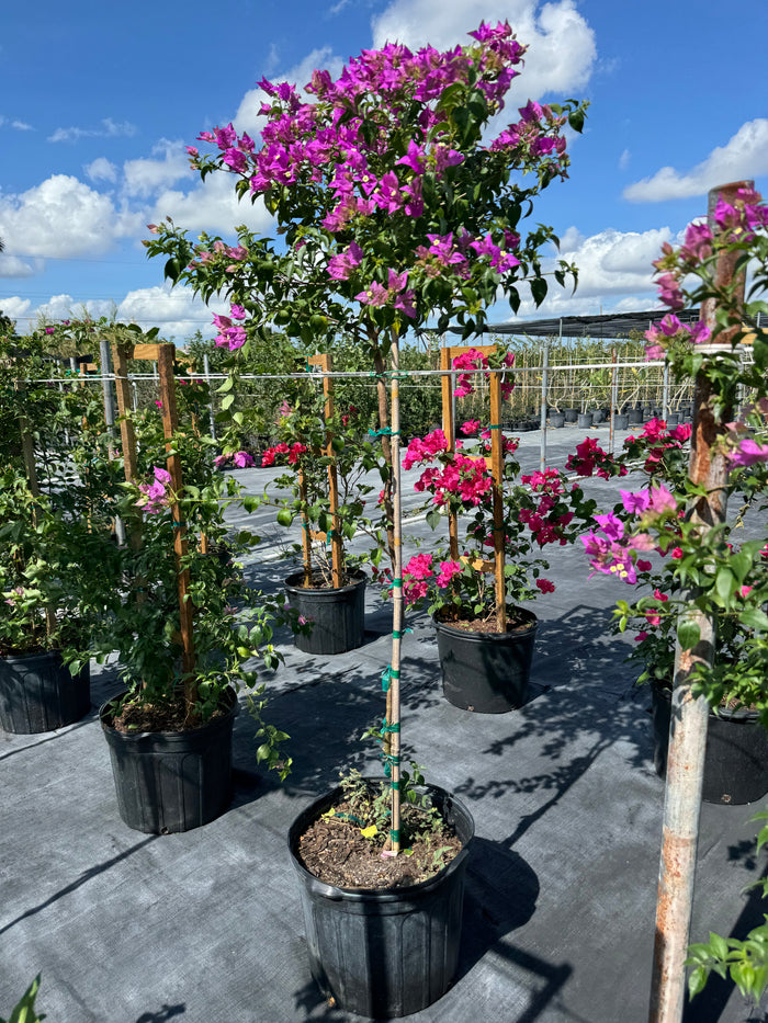 Bougainvillea Purple Flower Tree Like Form, Single Trunk 'Elizabeth Angus' Flowering Tree in 7 gallon nursery pot with a vibrant canopy of purple blooms atop a single trunk, pictured alongside rows of red bougainvilleas in an outdoor nursery setting under a blue sky, ideal for ornamental garden focal points and vibrant property borders.