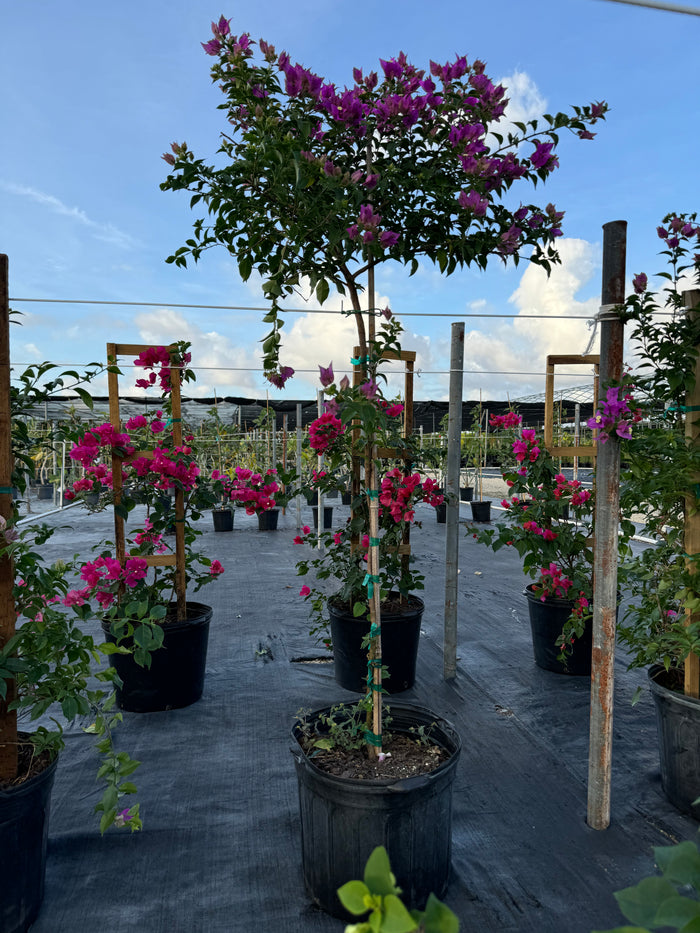Bougainvillea Purple Flower Tree Like Form, Single Trunk 'Elizabeth Angus' Flowering Tree in 7 gallon nursery pot with a vibrant canopy of purple blooms atop a single trunk tied to a wooden support stake, standing in an outdoor nursery row alongside other bougainvillea plants, ideal for ornamental garden focal points and vibrant property borders.