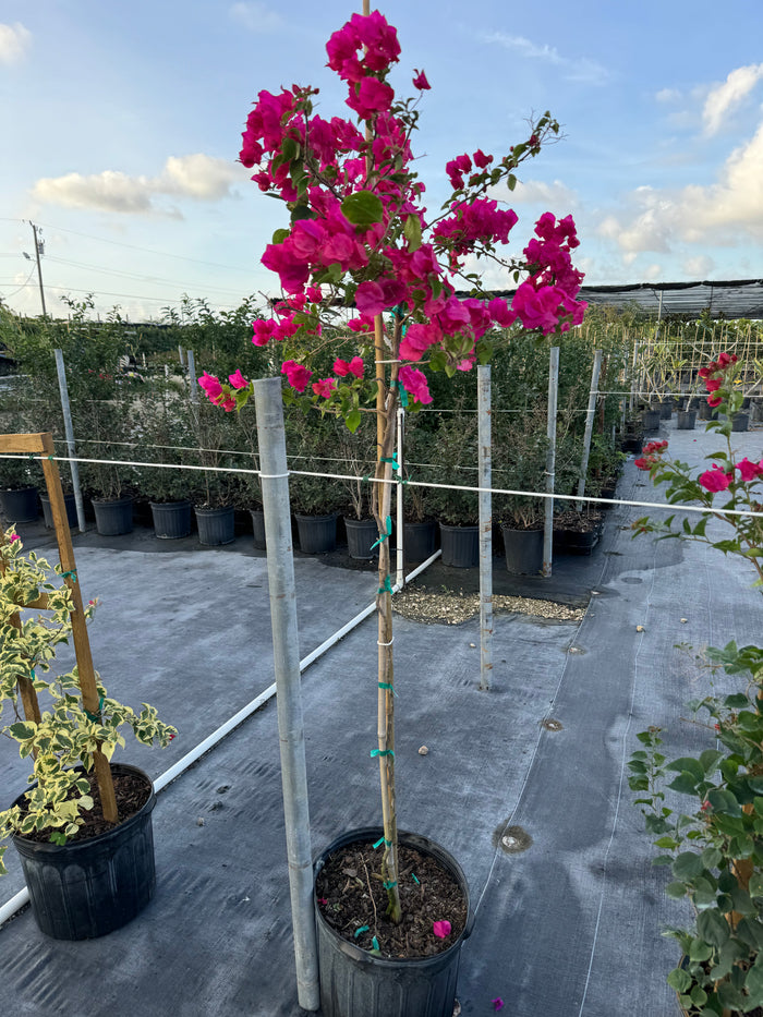 Bougainvillea Red Flower Tree Like Form, Single Trunk 'Barbara Karst' Flowering Tree in 7 gallon nursery pot with a vibrant canopy of deep bright red blooms atop a single trunk tied to a support stake, standing in an outdoor nursery row on black landscaping fabric under a partly cloudy sky, ideal for ornamental garden focal points and vibrant property borders.