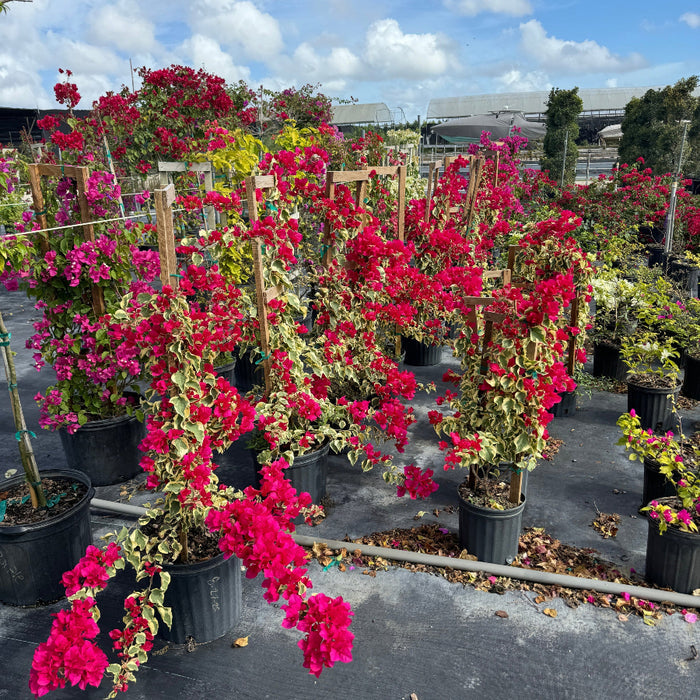 Bougainvillea Variegated Red Flower Tree in Trellis, 'Raspberry Ice' Flowering Tree in 5 gallon nursery pot featuring striking green and cream variegated foliage and vibrant deep red blooms trained on wooden trellises, standing in an outdoor nursery row on black landscaping fabric under a partly cloudy sky, ideal for tropical garden landscapes and vibrant property borders.