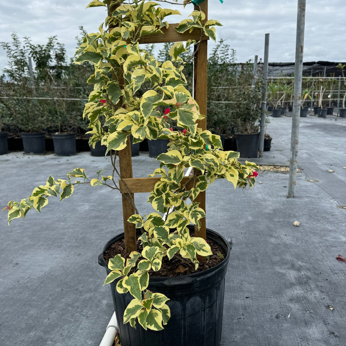 Bougainvillea Variegated Red Flower Tree in Trellis, 'Raspberry Ice' Flowering Tree in 5 gallon nursery pot featuring striking green and cream variegated foliage and vibrant deep red blooms trained on a wooden trellis, standing in an outdoor nursery row on black landscaping fabric, ideal for tropical garden landscapes and vibrant property borders.