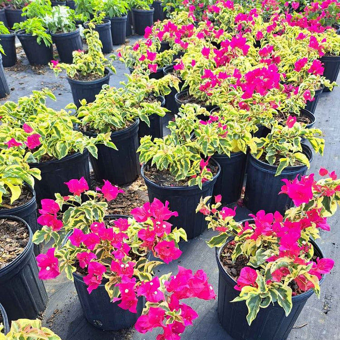 Bougainvillea Variegated Red Flower Bush Form, 'Raspberry Ice' Flowering Plant in 2 gallon nursery pot featuring striking green and cream variegated foliage and vibrant deep red blooms growing as a lush shrub, standing in an outdoor nursery row on black landscaping fabric, ideal for container planting and vibrant property borders.
