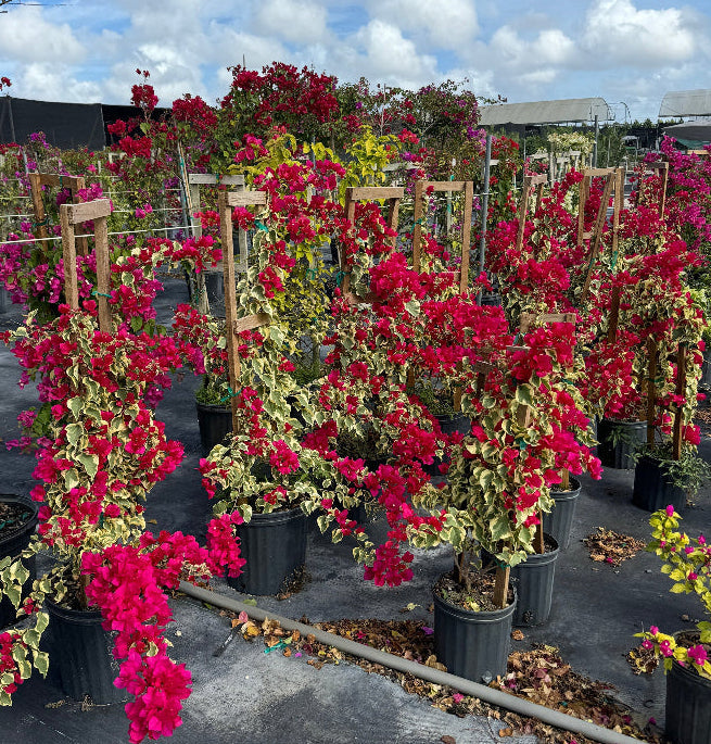 Bougainvillea Variegated Red Flower Tree in Trellis, 'Raspberry Ice' Flowering Tree in 5 gallon nursery pot featuring striking green and cream variegated foliage and vibrant deep red blooms trained on wooden trellises, standing in an outdoor nursery row on black landscaping fabric under a partly cloudy sky, ideal for tropical garden landscapes and vibrant property borders.