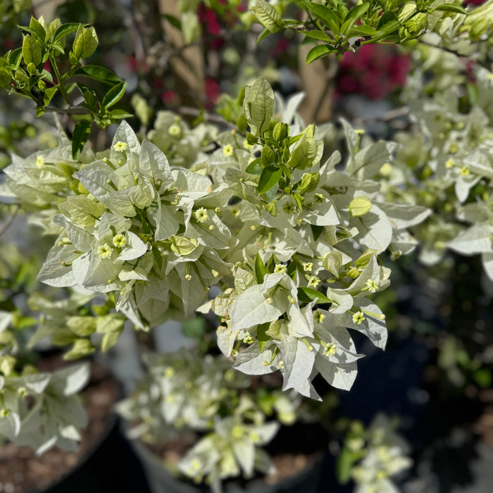 Bougainvillea White Flower Bush Form, 'Sea Foam' Flowering Plant in 3 gallon nursery pot with a dense canopy of pristine white blooms growing as a lush shrub in an outdoor nursery row, ideal for vibrant property borders and outdoor landscapes.