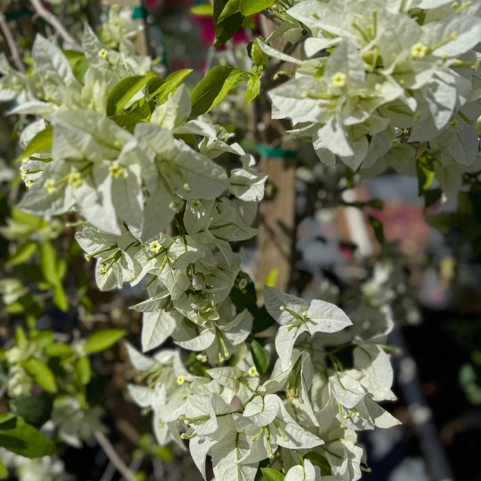 Bougainvillea White Flower Bush Form, 'Sea Foam' Flowering Plant in 5 gallon nursery pot featuring a close-up of pristine white blooms trained on a wooden trellis in an outdoor nursery row, ideal for vibrant property borders and outdoor landscapes.
